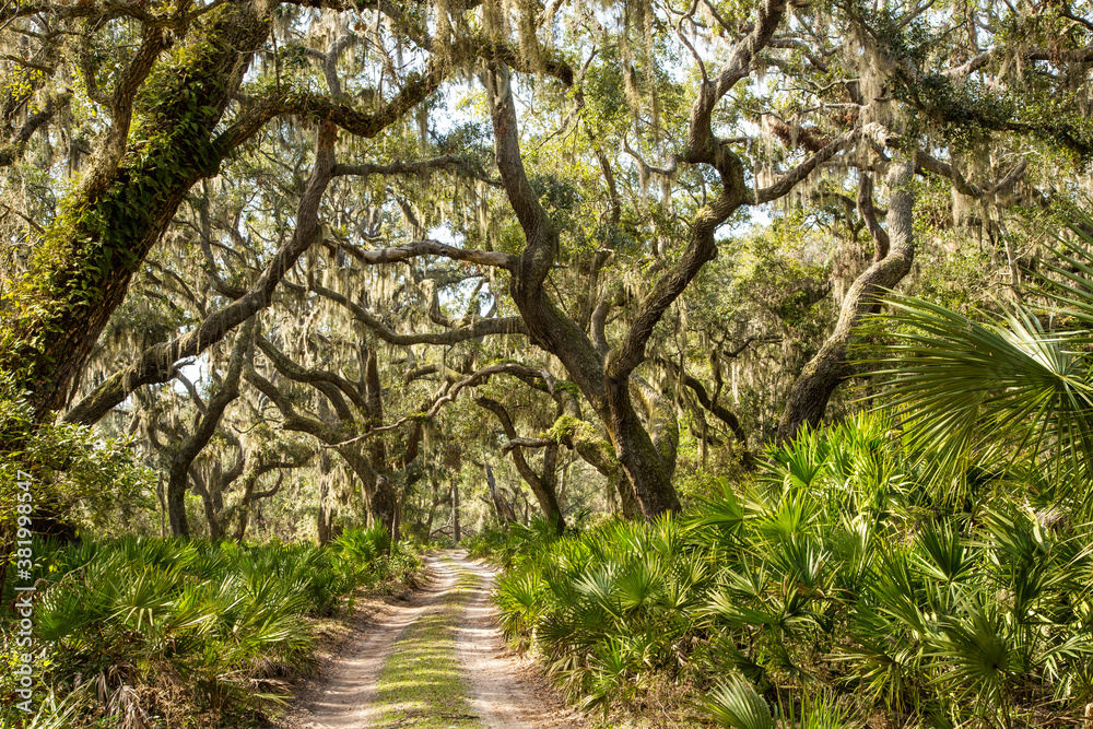 Fototapeta premium a trail through a tunnel of Live oak trees, palmetto and spanish moss, Cumberland Island, Georgia.