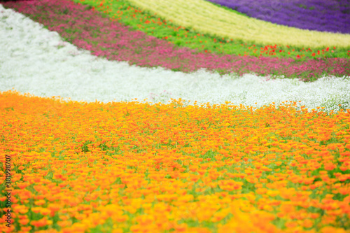 花畑 © Paylessimages