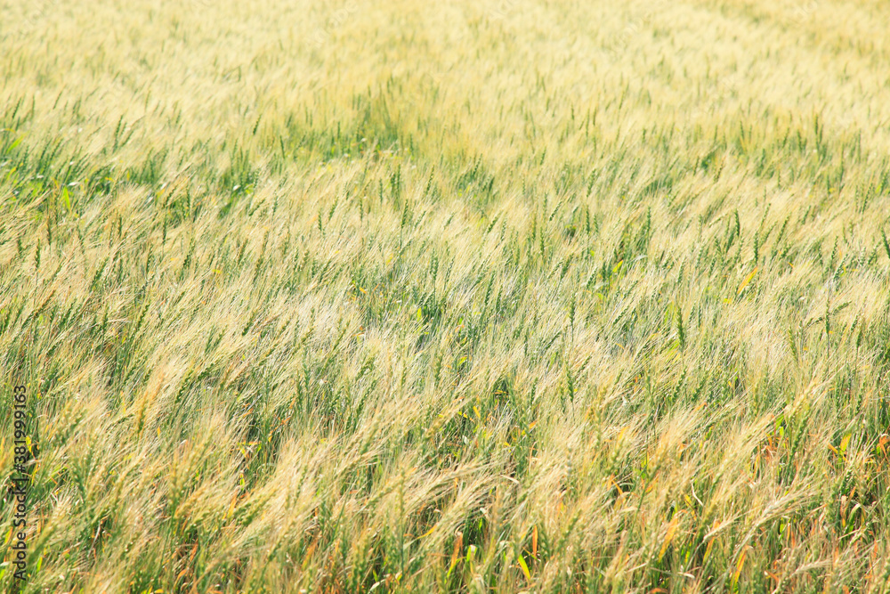 Fototapeta premium 麦畑