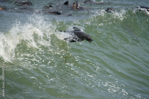 Southern Fur Seals  Cape Cross Seal Reserve  Namibia