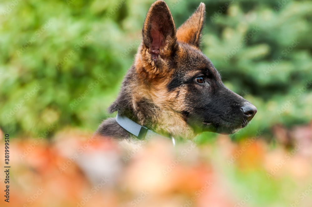 Portrait of a german shepherd puppy while resting in a backyard Portrait of a german shepherd puppy while resting in a backyard