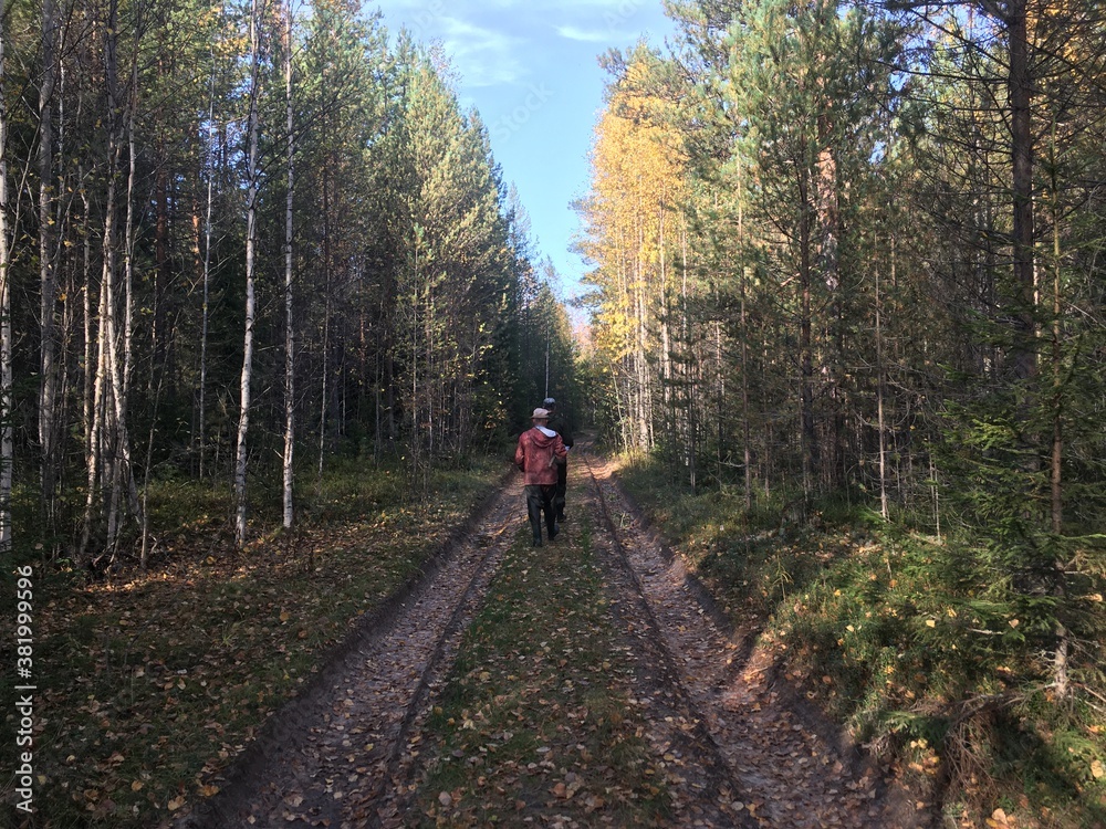 Obraz premium walk in the woods