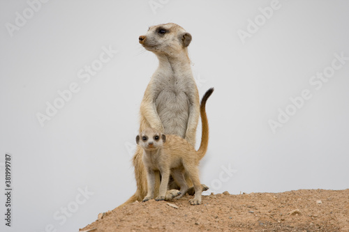 Meerkats, Namibia photo