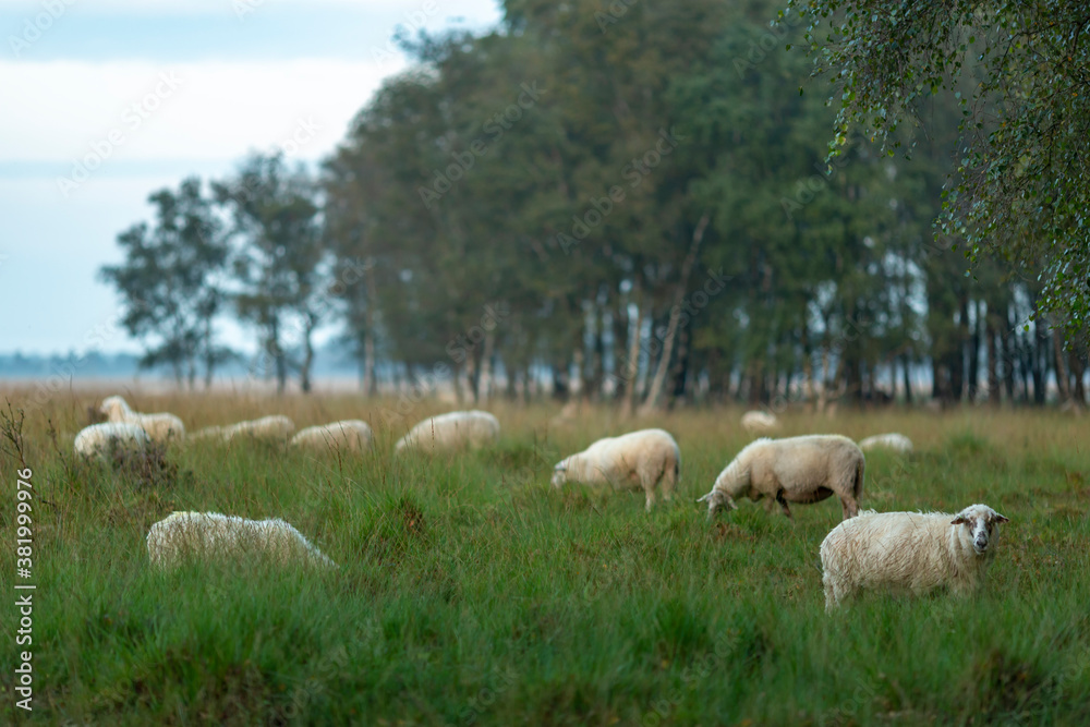 Obraz premium Heather moorland landscape forest and field with sheep grazing at sunrise on an overcast day with a forest in the background