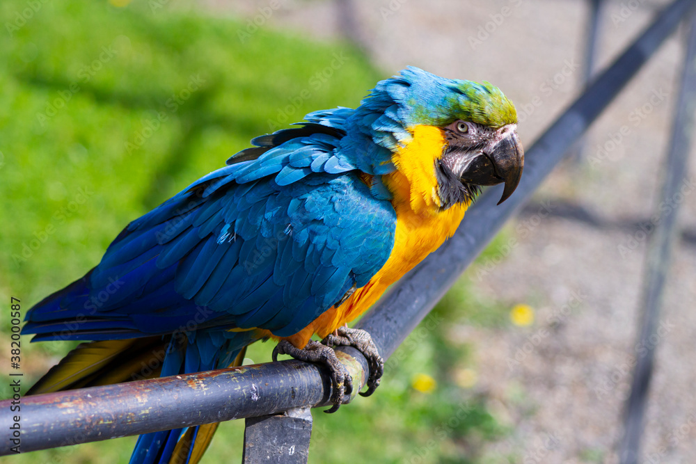 Portrait of the blue-and-yellow macaw (Ara ararauna). In portuguese 