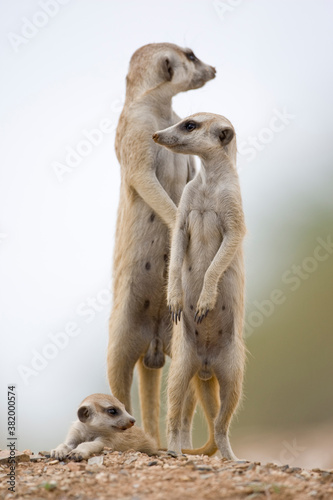 Meerkat Pup and Adults, Namibia