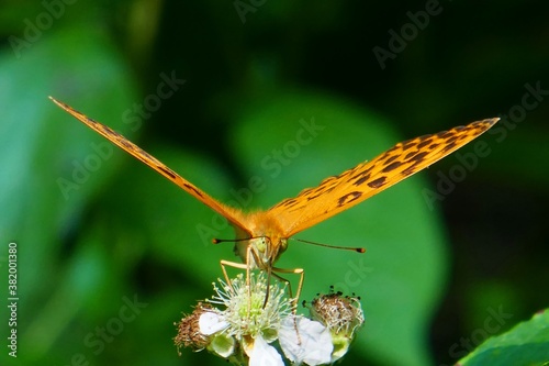 Female of silver-washed fritillary butterfly (Argynnis paphia) on a flower