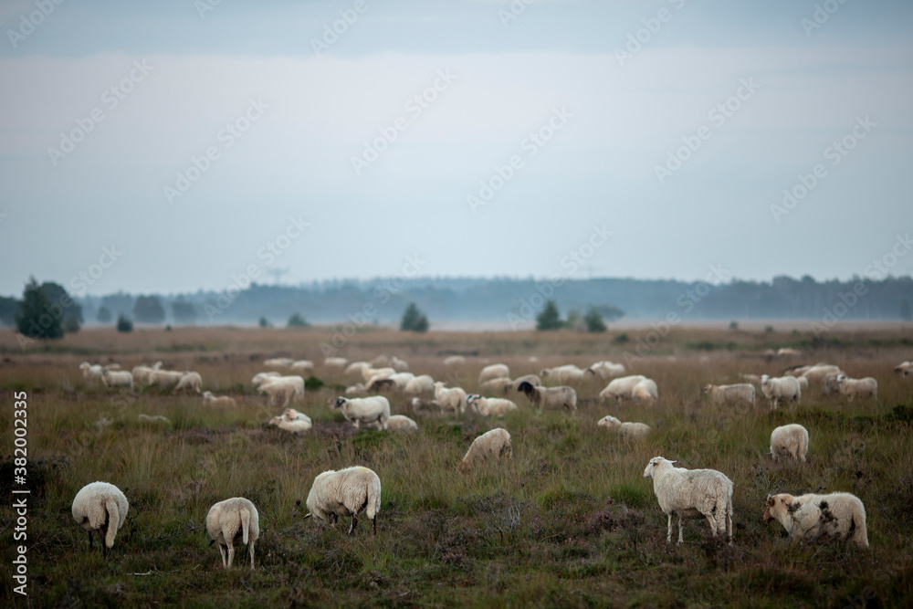 Flock of sheep in heather moorland landscape grazing at sunrise on an overcast day with mist in the air and forest in the background