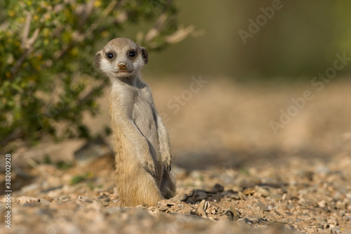 Meerkat Pup, Namibia