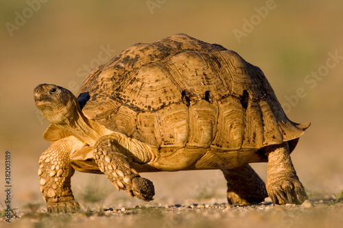 Leopard Tortoise, Kgalagadi Transfrontier Park, South Africa
