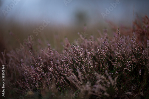Intimate view of purple heather with strong out of focus blurry natural background at the crack of dawn first light sunrise