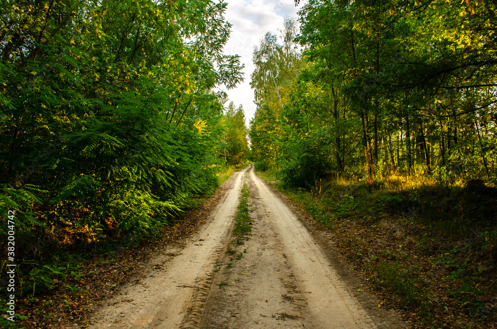 Obraz premium Raw wild road on the deep forest 3