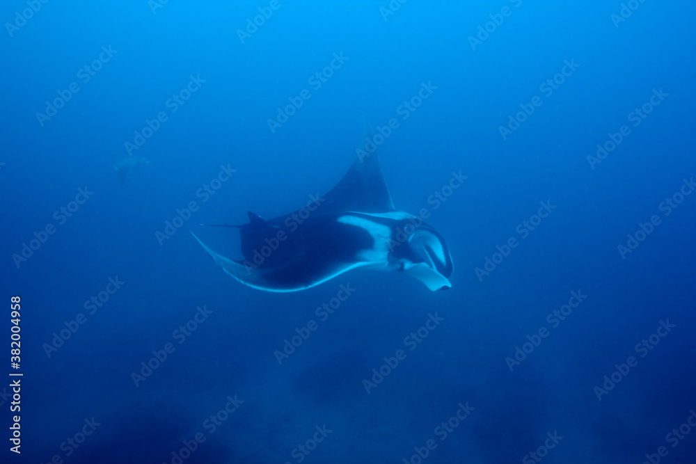 Manta Ray, Mozambique