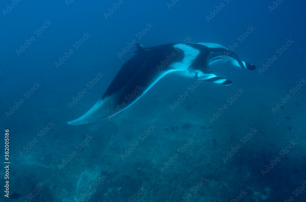 Fototapeta premium Manta Ray, Mozambique