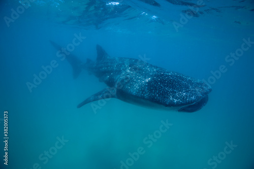 Whale Shark, Mozambique © Paul