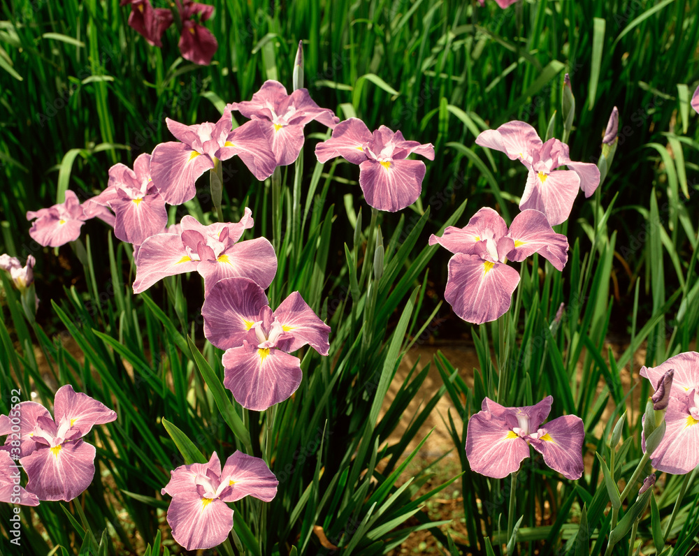 Fototapeta premium 花菖蒲(長良川)