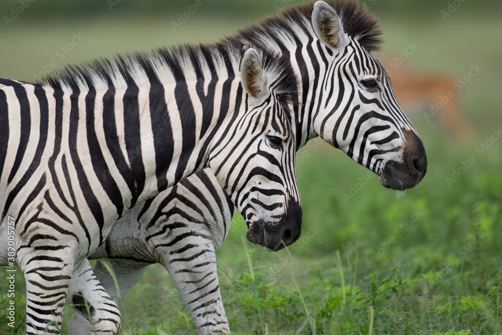 Plains Zebra, Chobe National Park, Botswana Plains Zebra, Chobe National Park, Botswana