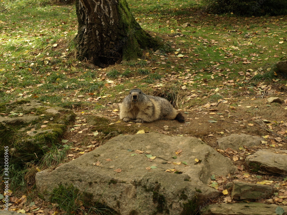 Fototapeta premium Marmotte