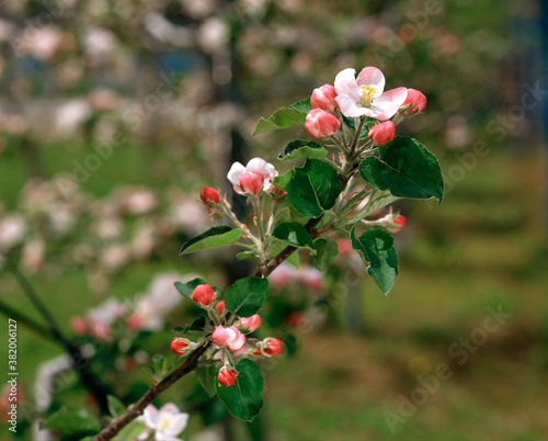 りんごの花 © Paylessimages
