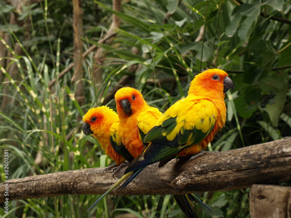 Obraz premium Conure soleil Aratinga solstitialis