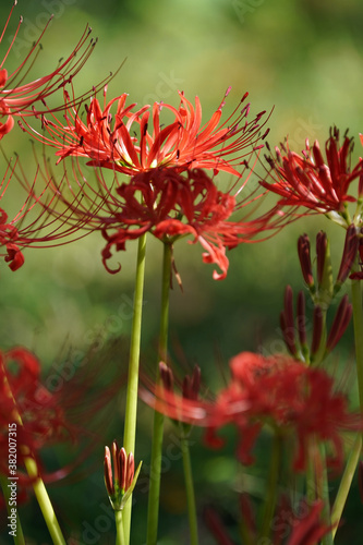 red spider lily © Matthewadobe