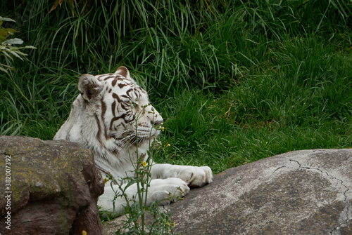 tigre de bengala blanco photo