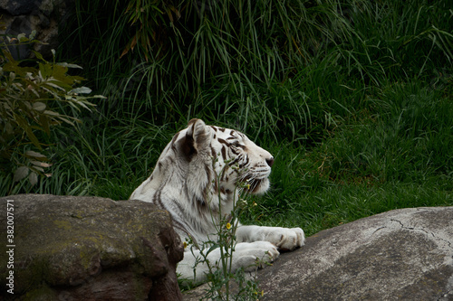 tigre de bengala blanco photo