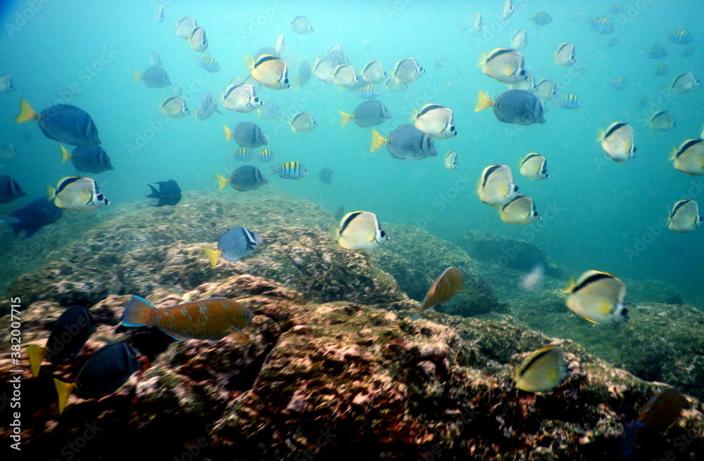 Fototapeta premium Costa Rica Pacific sea life
