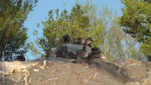 A Family of Gambel's Quail in Arizona photo