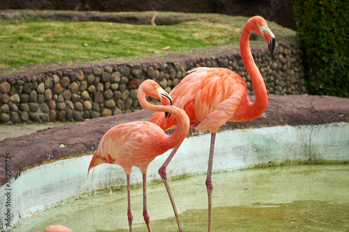 Flamingos rosas