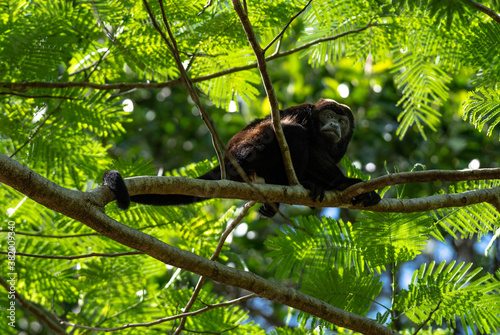 Howler Monkey, mantled howler, Alouatta palliata, Costa Rica, national park Cahuita, Caribbean animal climbing tree top with strong tail
