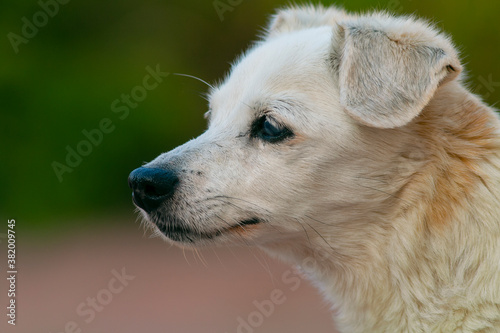 Old Jack Russel Dog close-up