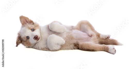 Australian Shepherd Puppy lying on your back