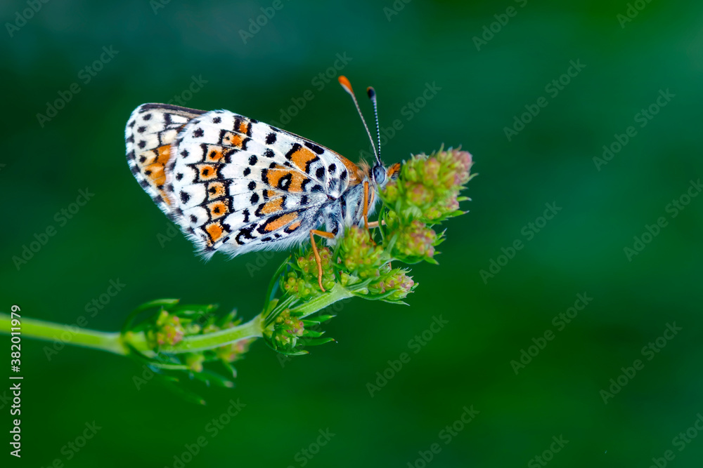 Obraz premium Macro shots, Beautiful nature scene. Closeup beautiful butterfly sitting on the flower in a summer garden.