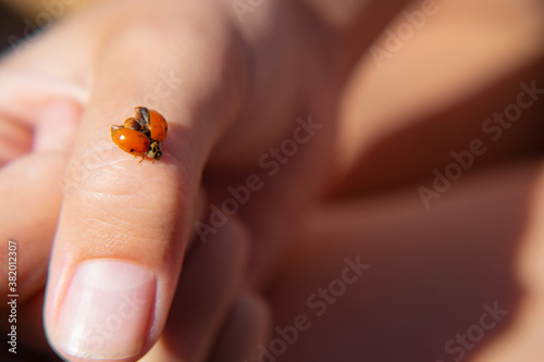 A ladybug sits on its arm and spreads its wings, basking in the sun. Macro of insects