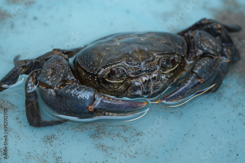 Wild marine crab detailed close up while making water bubbles sea animal species