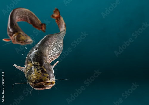 Close up photo of wild river catfish on dark blue background
