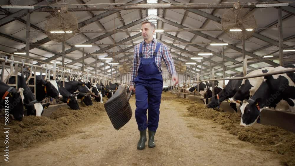 Dolly full length shot of farmer with spade walking down aisle in cowshed and looking at dairy cows eating hay in stalls