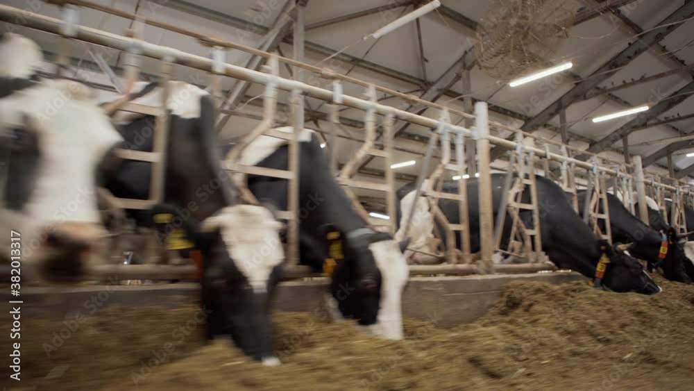Camera moving past large group of dairy cows with ear tags eating hay standing in livestock stalls in large farm cowshed Camera moving past large group of dairy cows with ear tags eating hay standing in livestock stalls in large farm cowshed