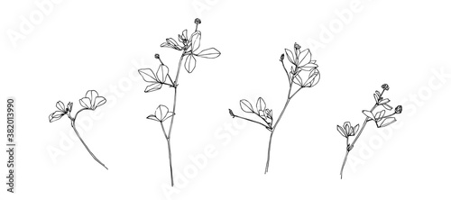 Hand drawn blossom wild plants. Outline flowers painted by ink. Black isolated sketch vector on white background