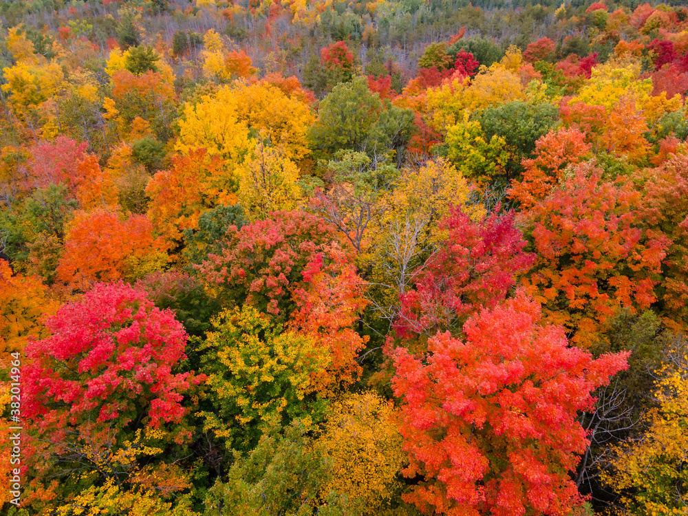 Aerial view of beautiful fall foliage in Ontario, Canada Aerial view of beautiful fall foliage in Ontario, Canada