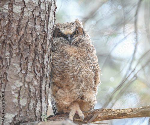 great horned owlet - yearbook photo :)