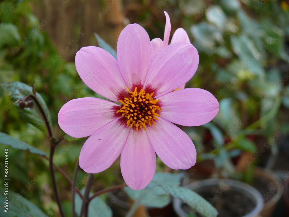 Obraz premium Cosmos