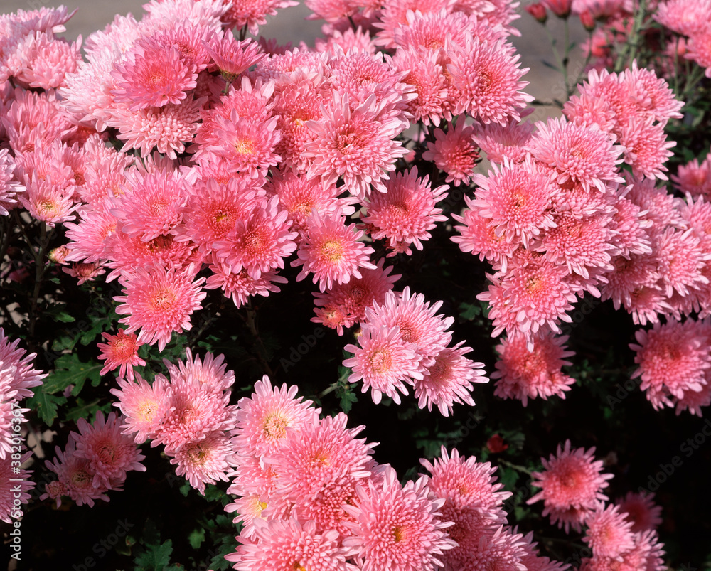 中菊 中菊