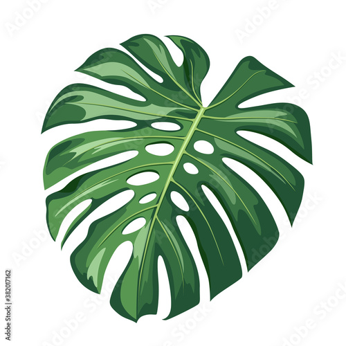 Monstera green leaf, realistic design isolated on white background, vector Eps 10 illustration