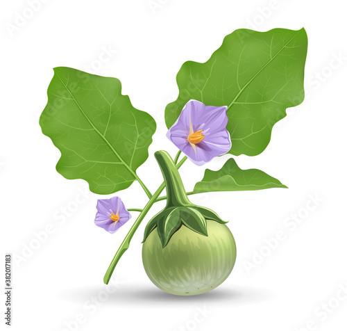 Thai eggplant and green leave, with purple flower realistic design, isolated on white background, Eps 10 vector