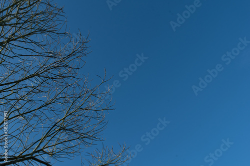 dry tree branches with clear blue sky background sunny day
