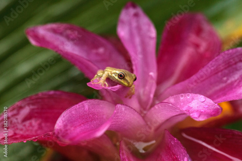 Cute Baby pine woods tree frog Dryphophytes femoralis perched on a red ginger flower photo