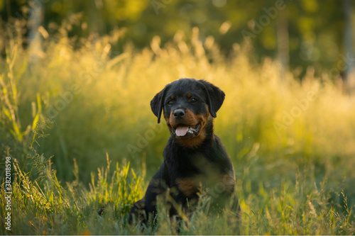 Rottweiler puppy in nature. dog on the grass. pet in park