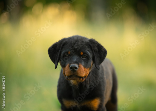 Rottweiler puppy in nature. dog on the grass. pet in park
